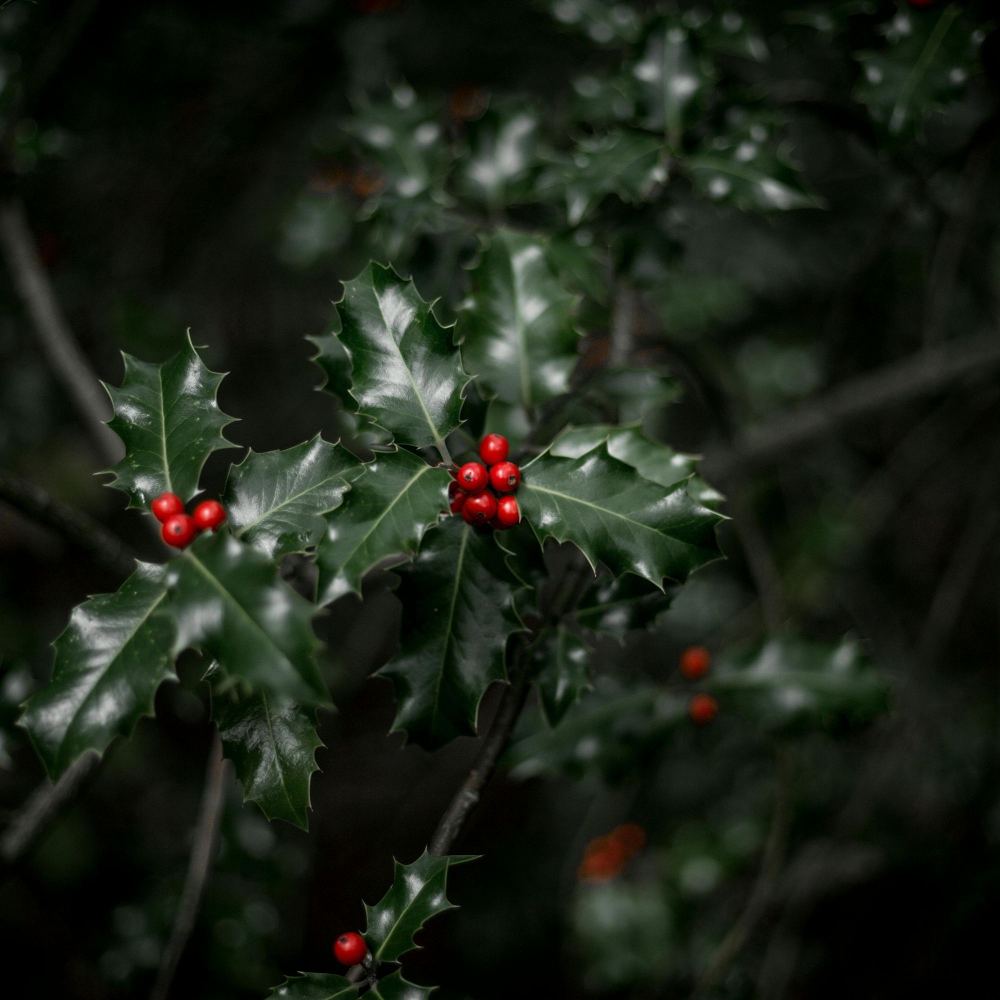 Cây nhựa ruồi Noel