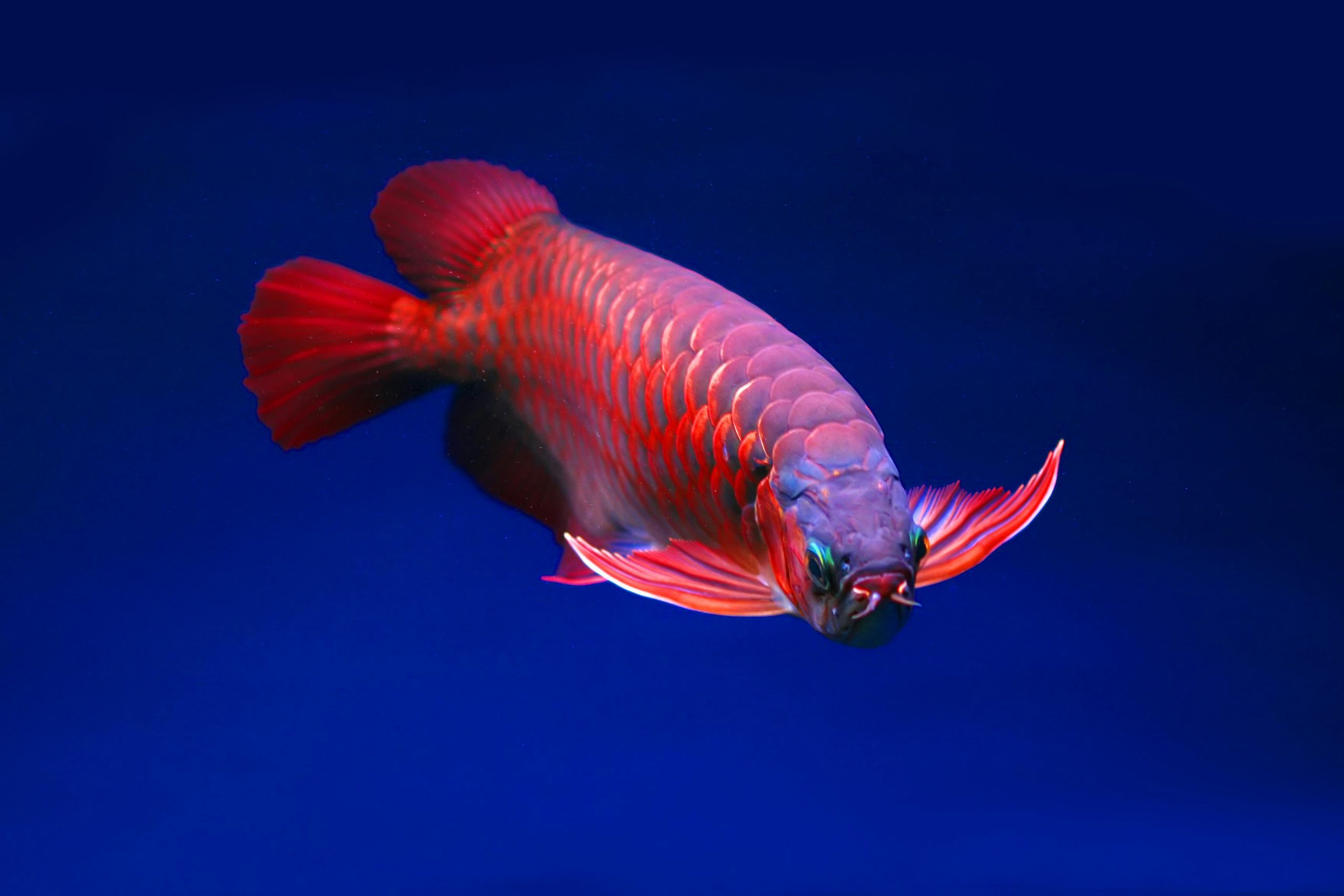 Cá Arowana 