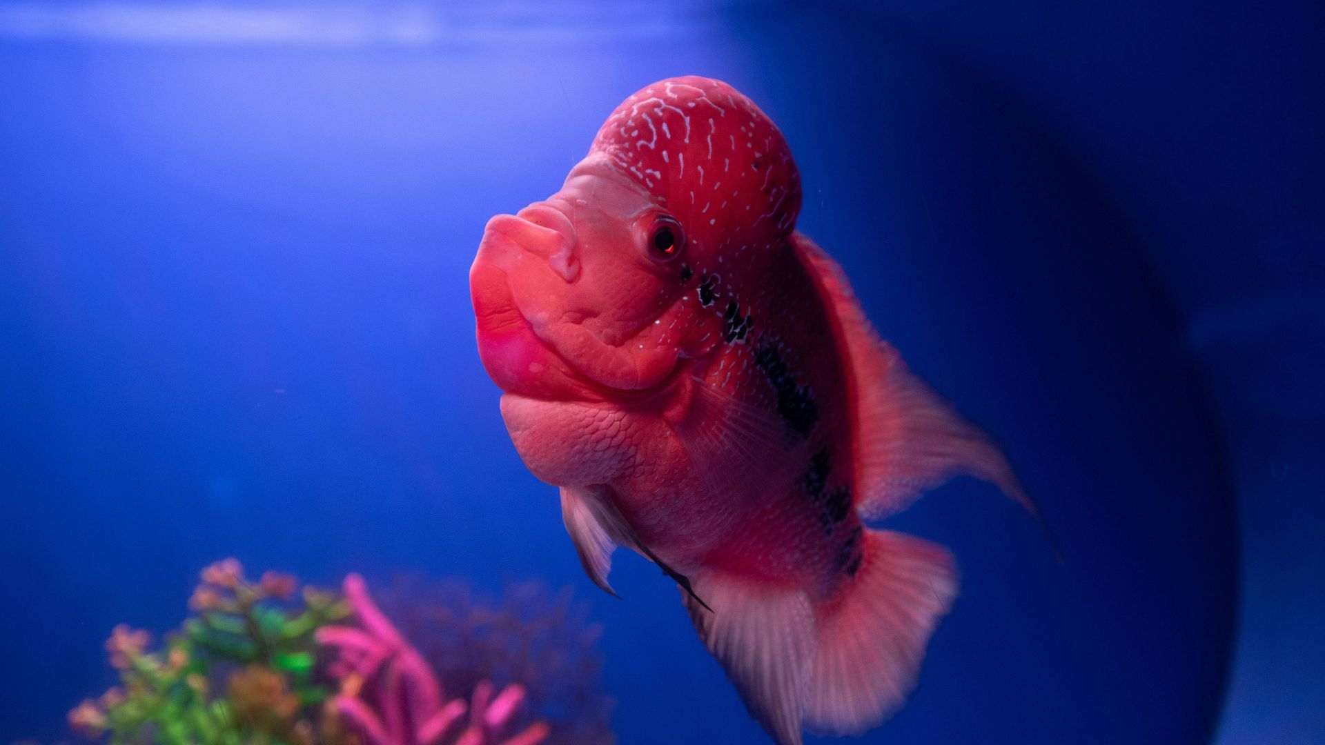 Cá La Hán Flower Horn Fish phong thủy