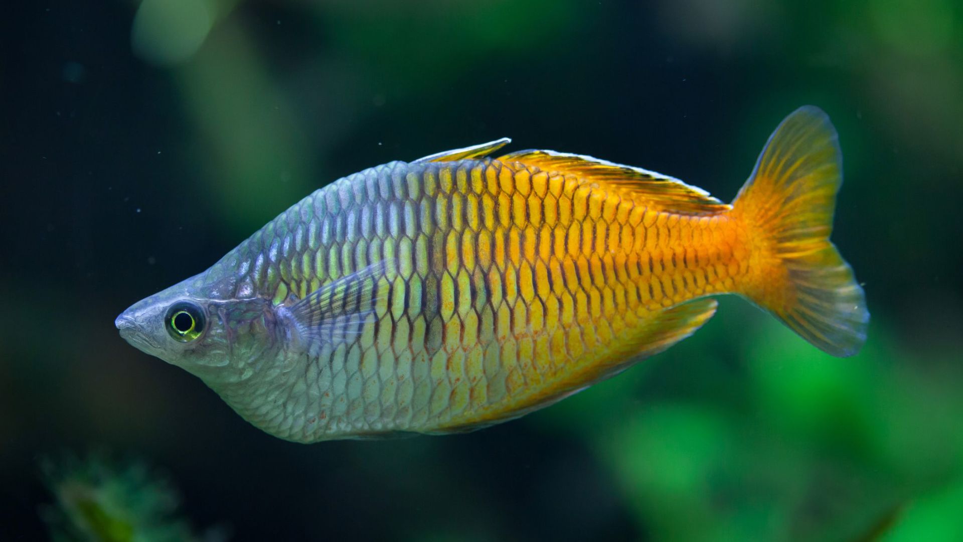 Cá cầu vồng Rainbow Fish