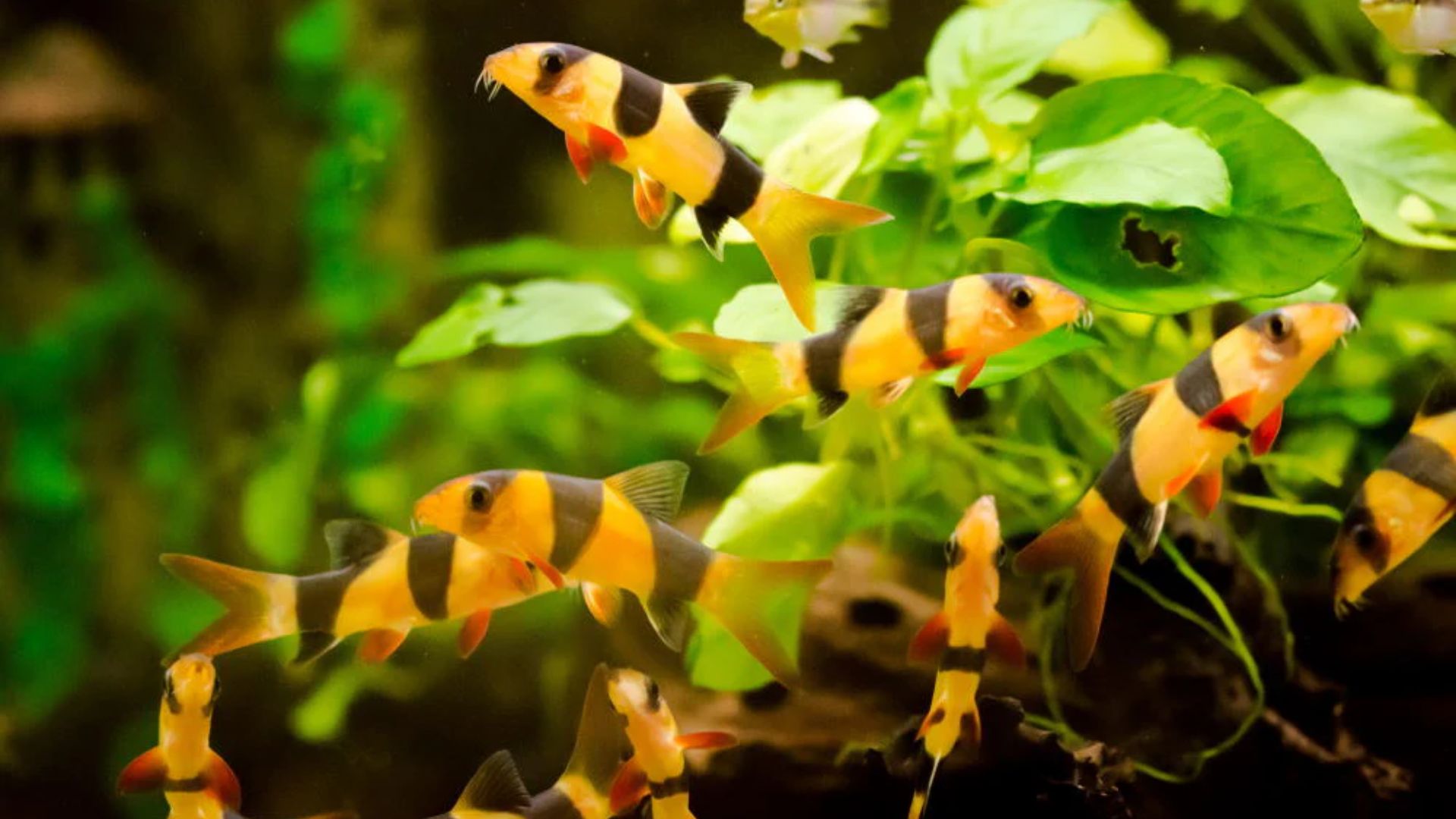 Cá chuột Mỹ Clown Loaches phong thủy