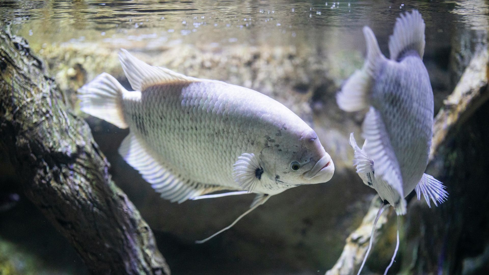 Cá tai tượng Gourami