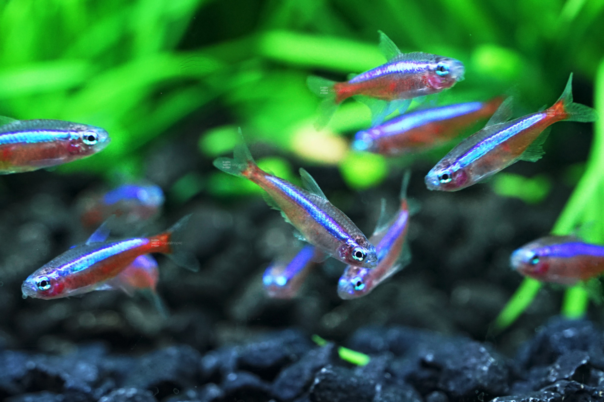 Cá tetra Tetras Fish