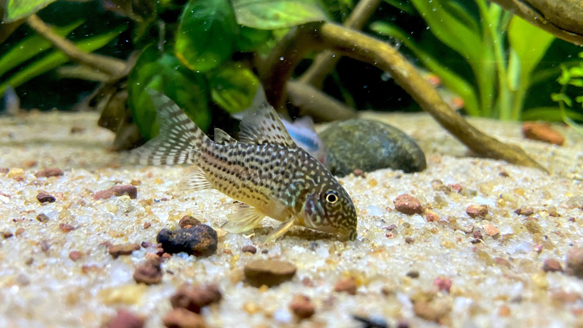 Cá trê Cory - Cory Catfish - phong thủy