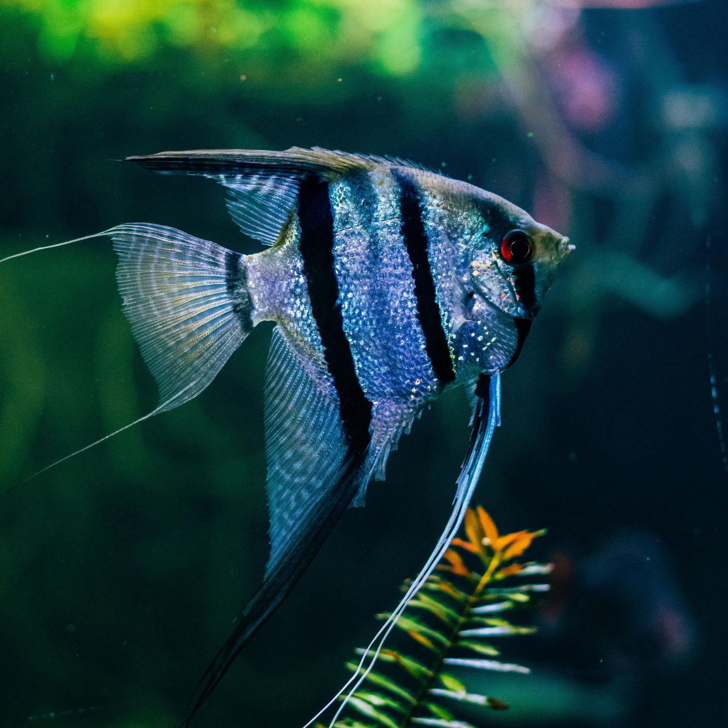 Chi cá thần tiên Angelfish phong thủy