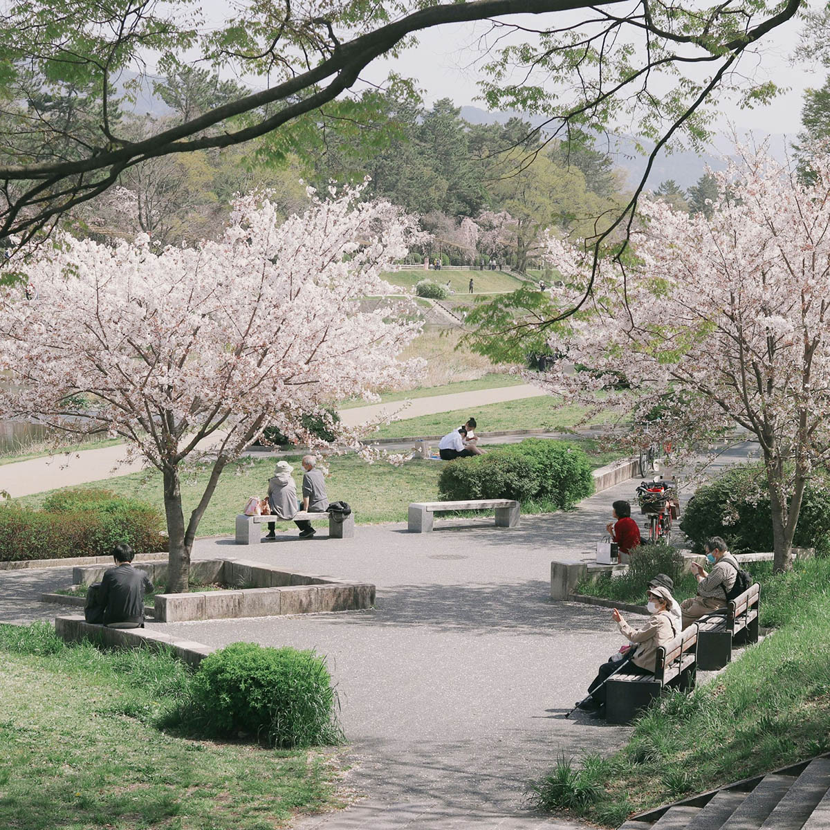 truyền thống hanami