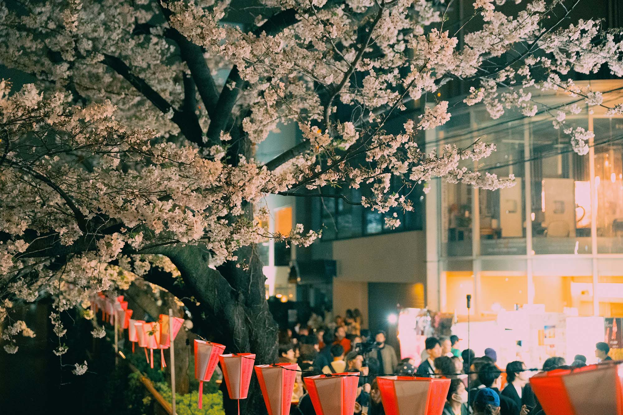 buổi tối ở sông meguro