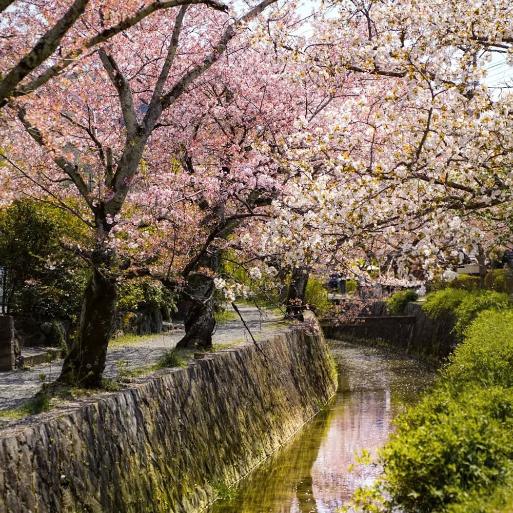 con đường triết gia kyoto