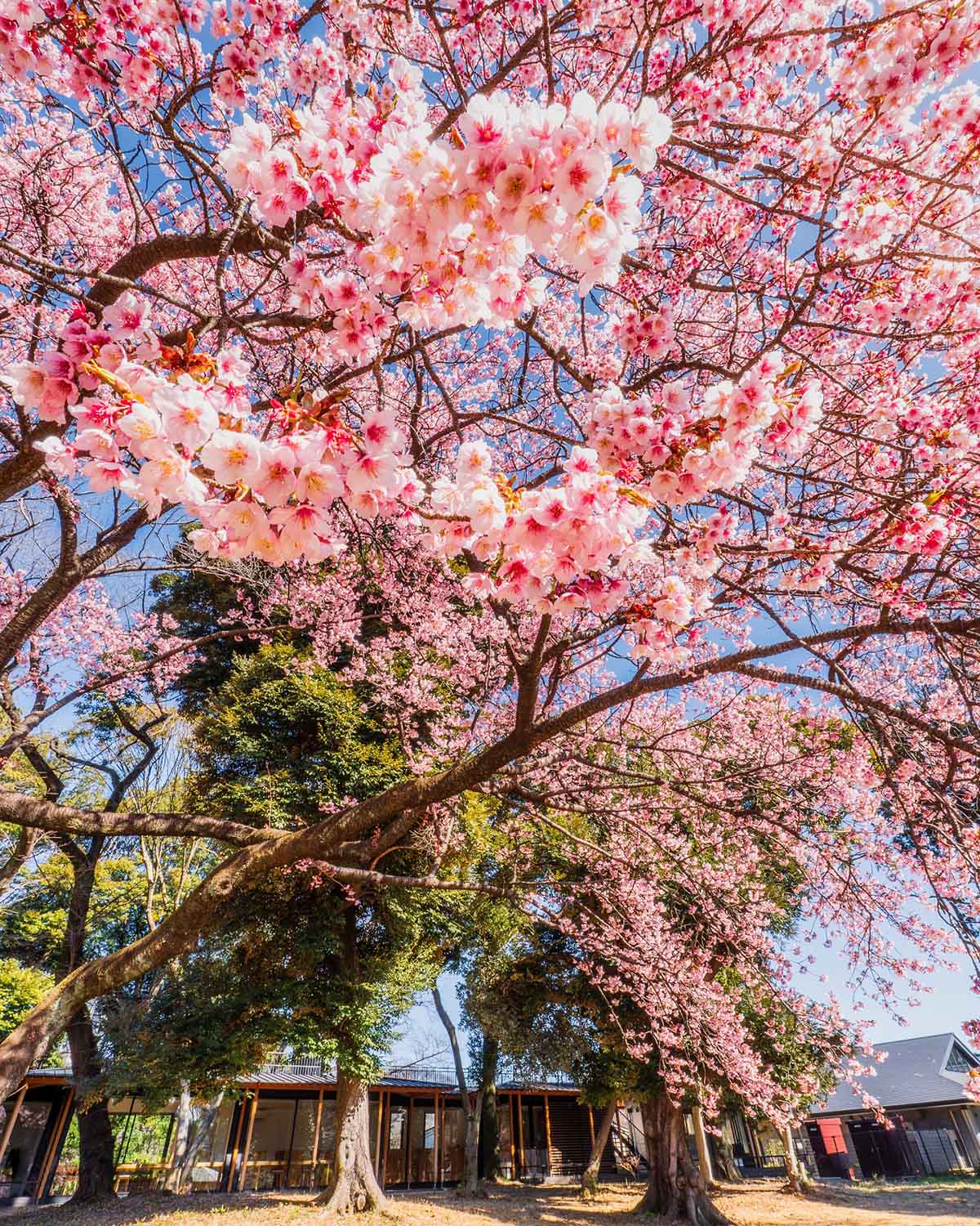 hoa anh đào ở vườn quốc gia shinjuku gyoen