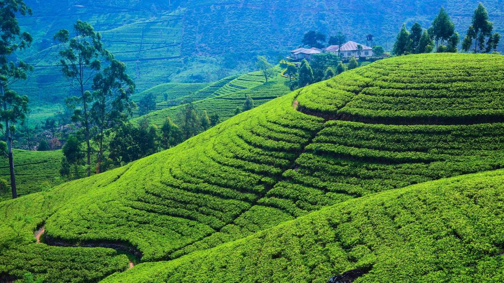 du lịch tết Sri Lanka