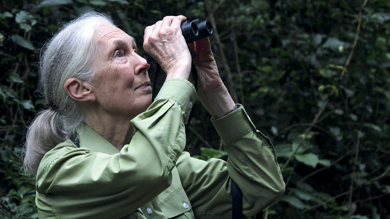 Jane Goodall sứ giả bảo vệ môi trường