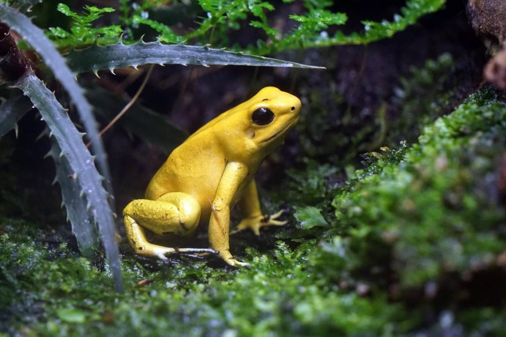 ếch độc màu vàng
