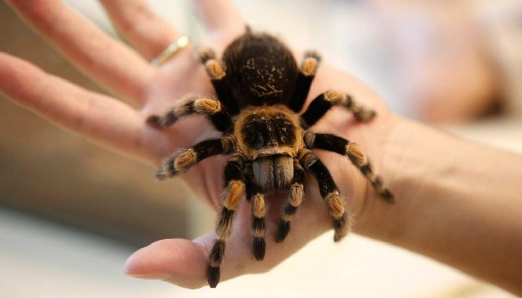 nhện tarantula bò trên tay