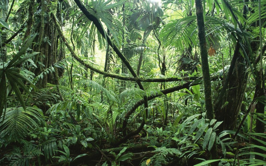rừng amazon xanh tươi