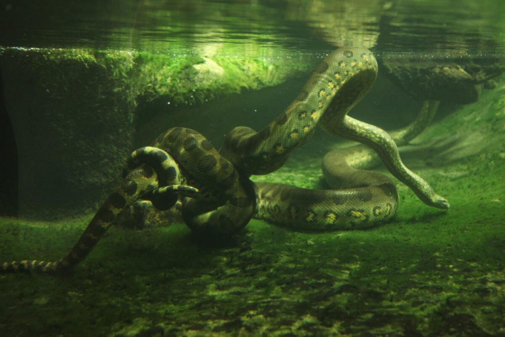 trăn anaconda ở dưới nước
