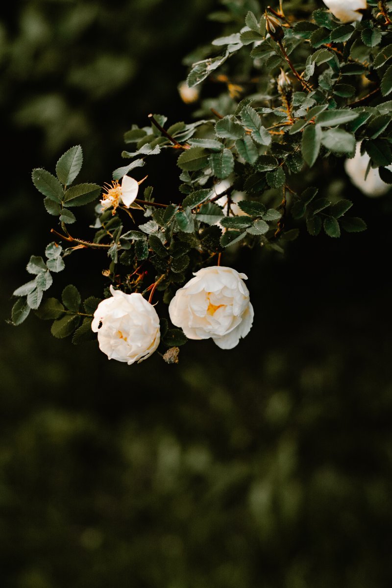 cung hoàng đạo hoa hồng trắng