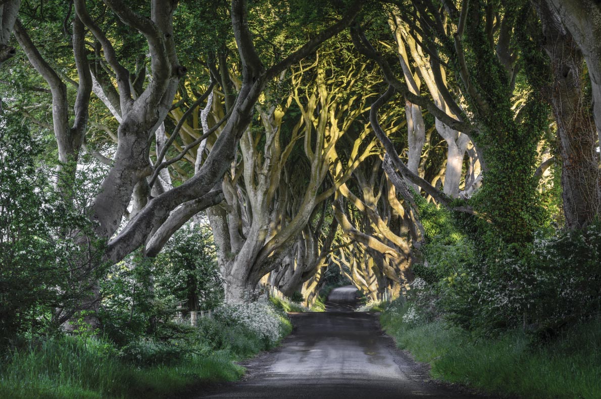 Dark Hedges - Ireland 