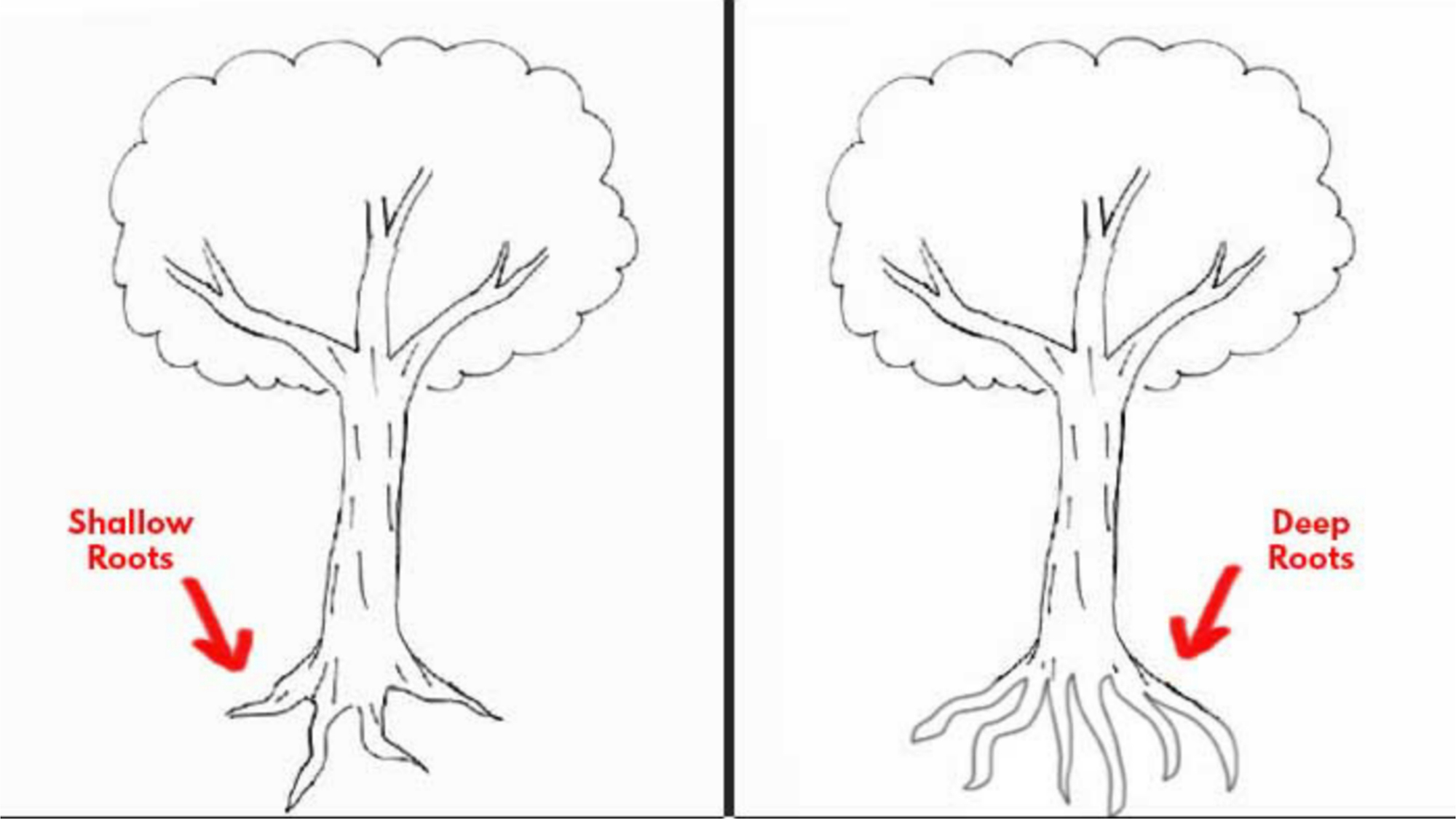Kỹ thuật cách vẽ rễ cây Chuyên nghiệp và dễ dàng