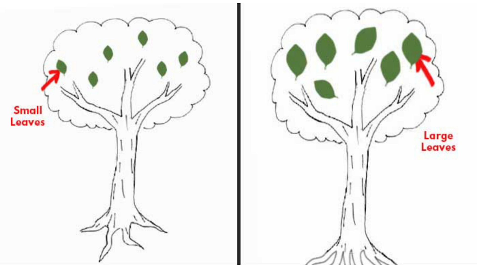 Cách vẽ cây sẽ giúp bạn thể hiện cảm xúc của mình một cách sinh động. Cùng chiêm ngưỡng những bức tranh đẹp và học hỏi những kỹ thuật vẽ cây dễ dàng để chuyển tải trọn vẹn những tâm trạng của bạn.