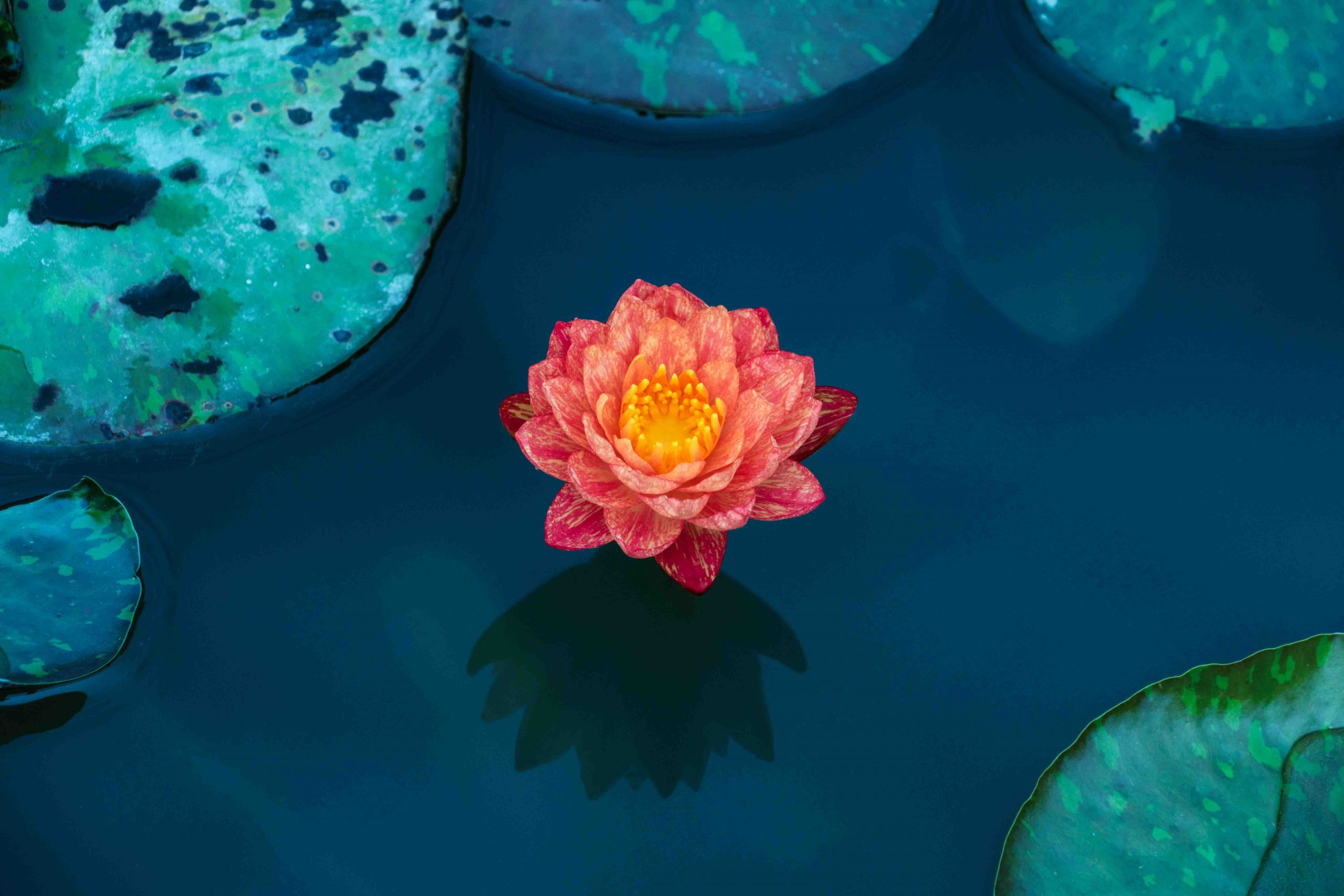 Hoa sen là biểu tượng của sự thanh tịnh và sự nở rộ của sự sống. Nếu bạn muốn tìm hiểu thêm về vẻ đẹp độc đáo của hoa sen, hãy xem hình ảnh liên quan đến từ khóa này.