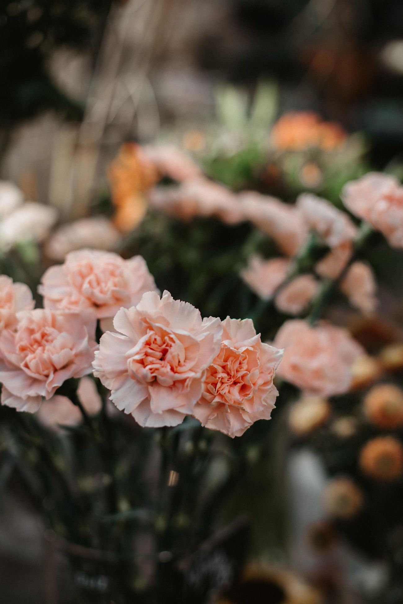 Hình ảnh bông hoa cẩm chướng trắng PNG