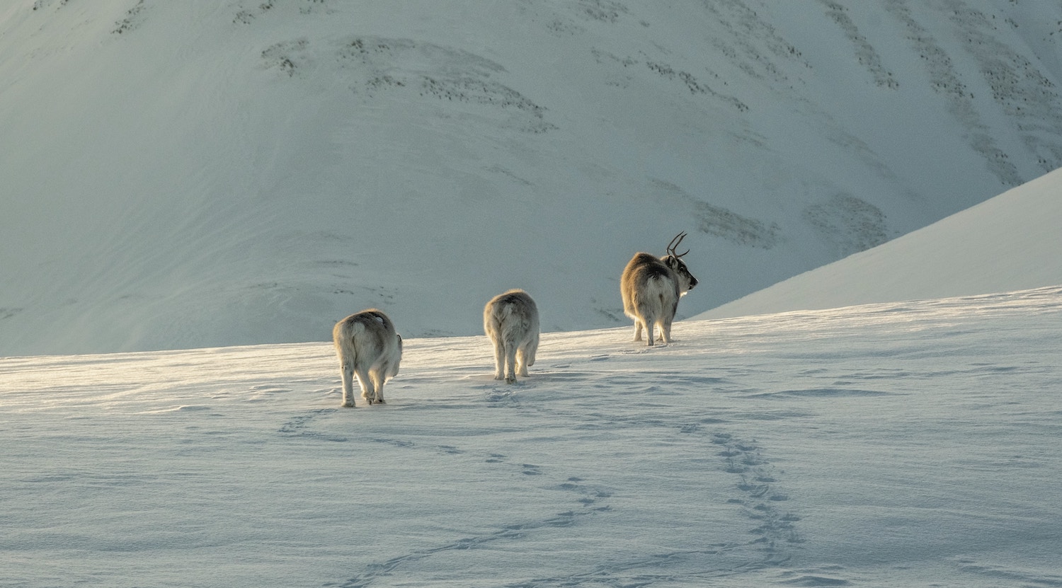 svalbard du lich thang 7