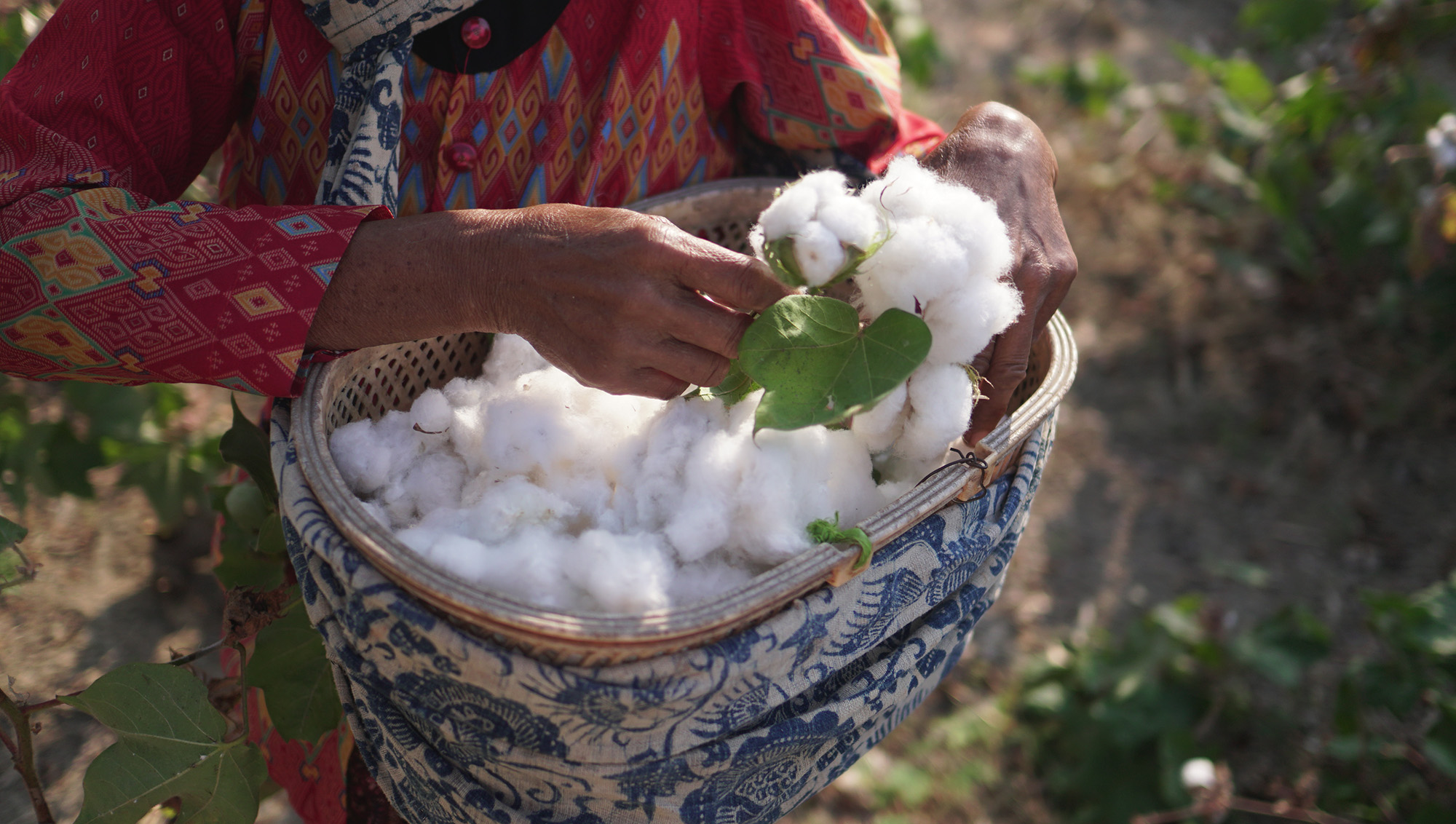 bền vững cotton hữu cơ tái tạo