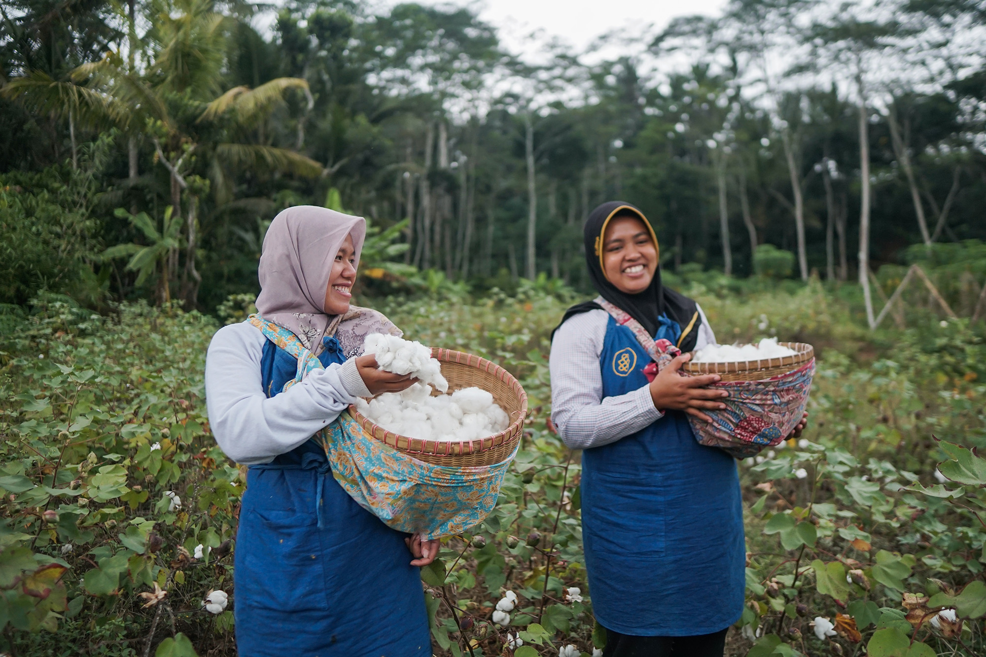 bền vững thu hoạch cotton hữu cơ