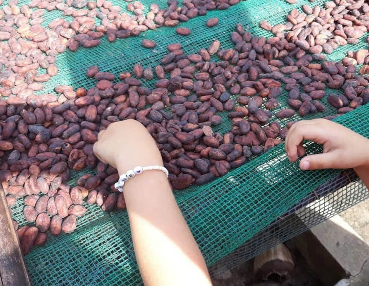 quả cacao