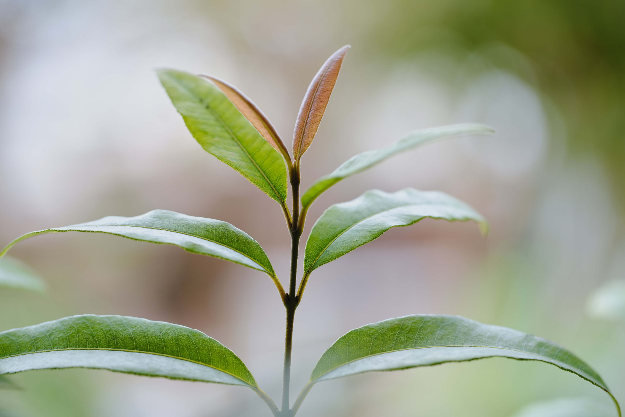 lá của cây chanh thơm Myrtle