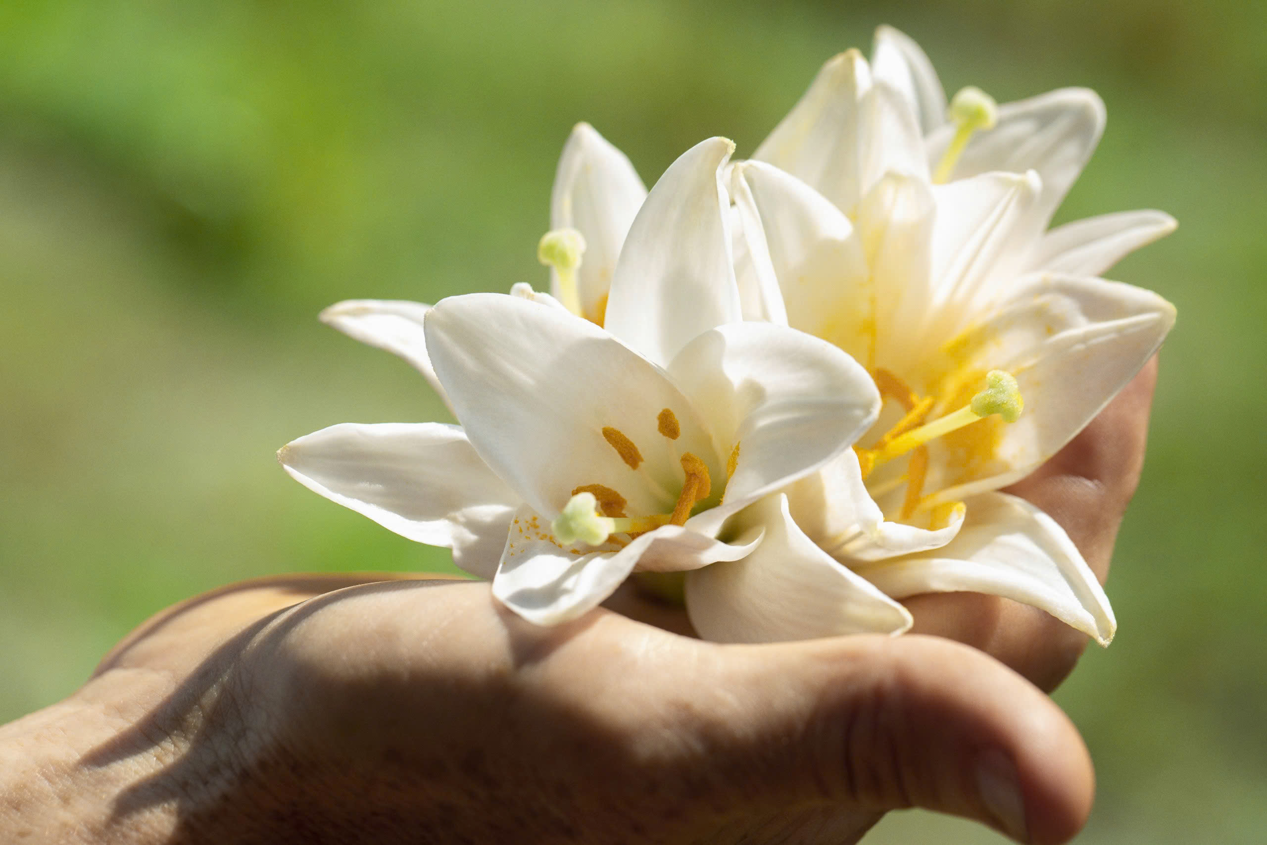 bàn tay xòe ra để cầm các bông hoa lily màu trắng, nhụy vàng