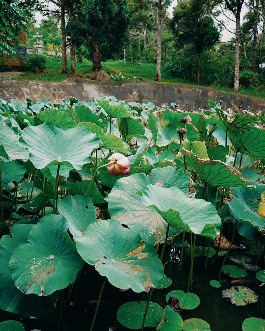 ao sen chùa khánh lâm